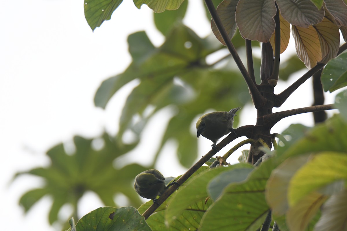 Tangara Palmera - ML645395055