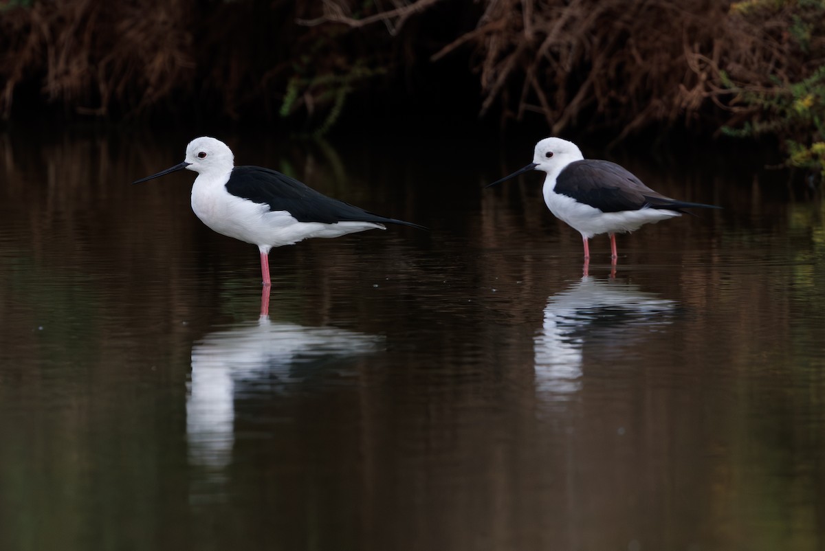 高蹺鴴 - ML645395062