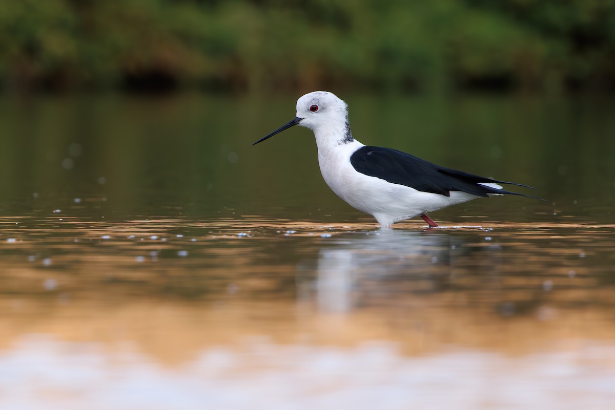 高蹺鴴 - ML645395063