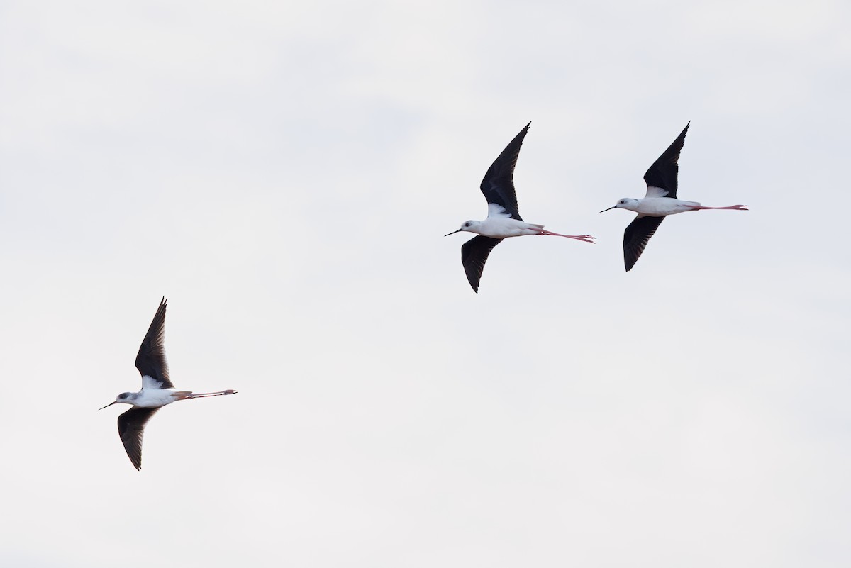 高蹺鴴 - ML645395064