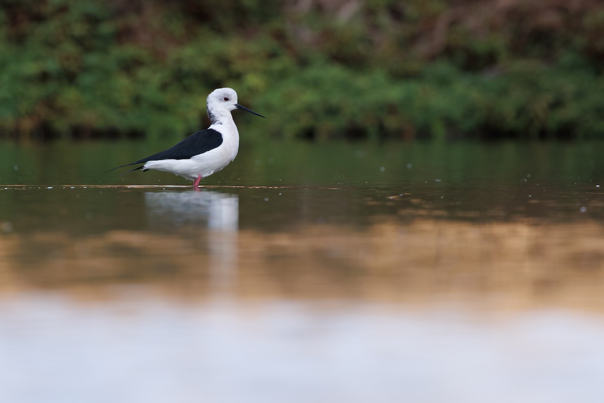 高蹺鴴 - ML645395065