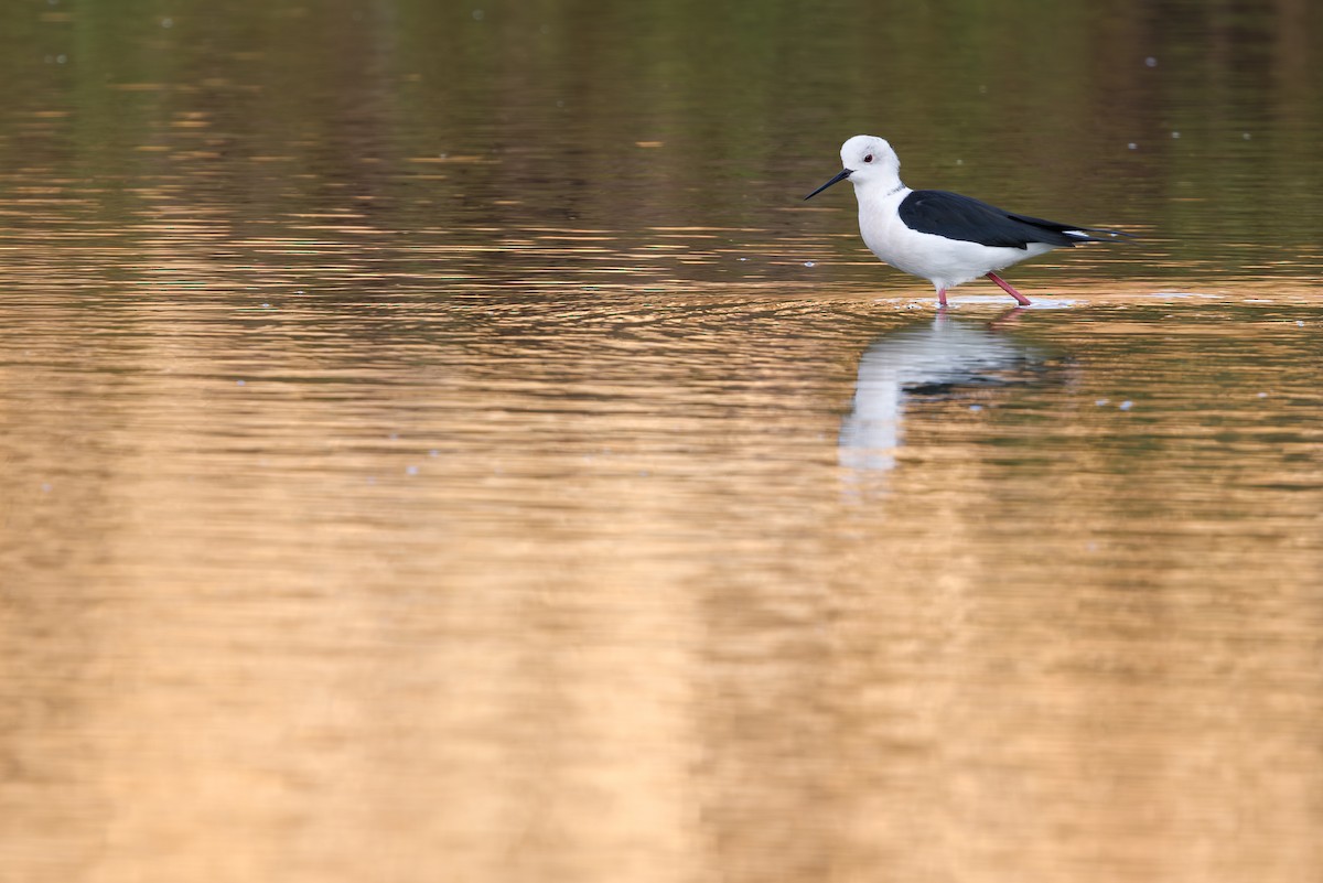 高蹺鴴 - ML645395067