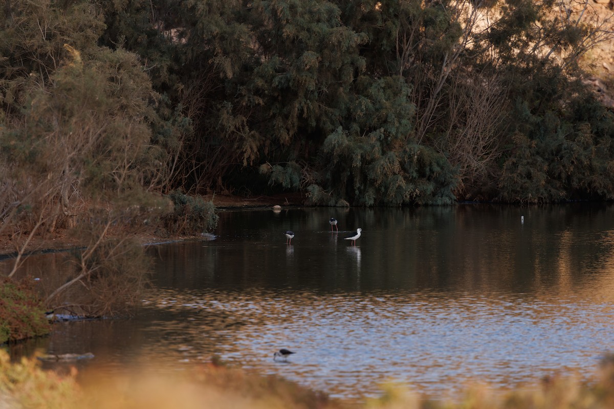 高蹺鴴 - ML645395068