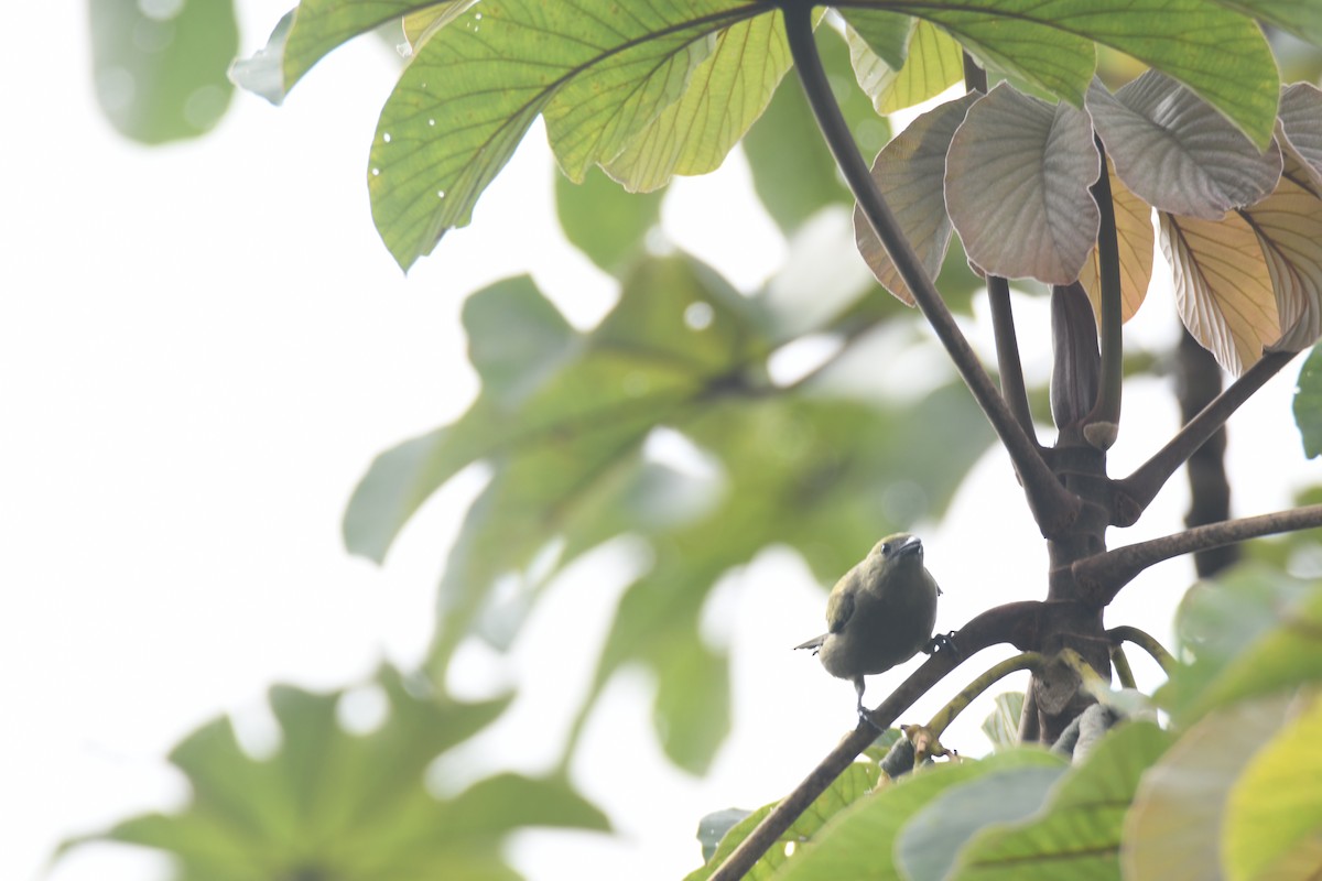 Tangara Palmera - ML645395073