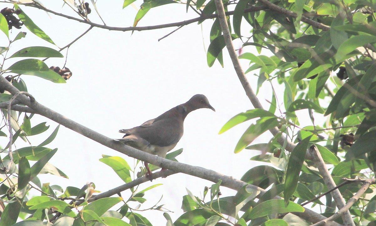 hrdlička šedotemenná - ML645395083