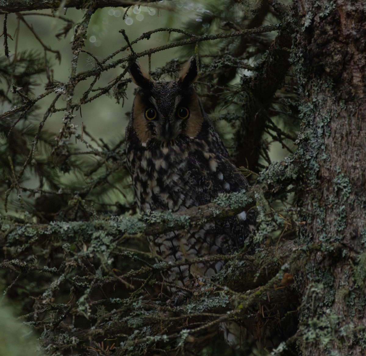 kalous ušatý - ML645395084