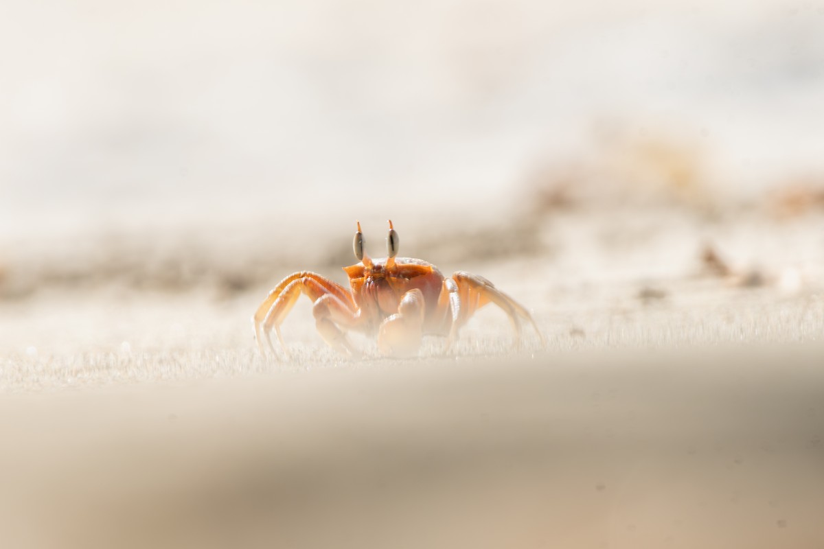 Painted Ghost Crab - ML645395085