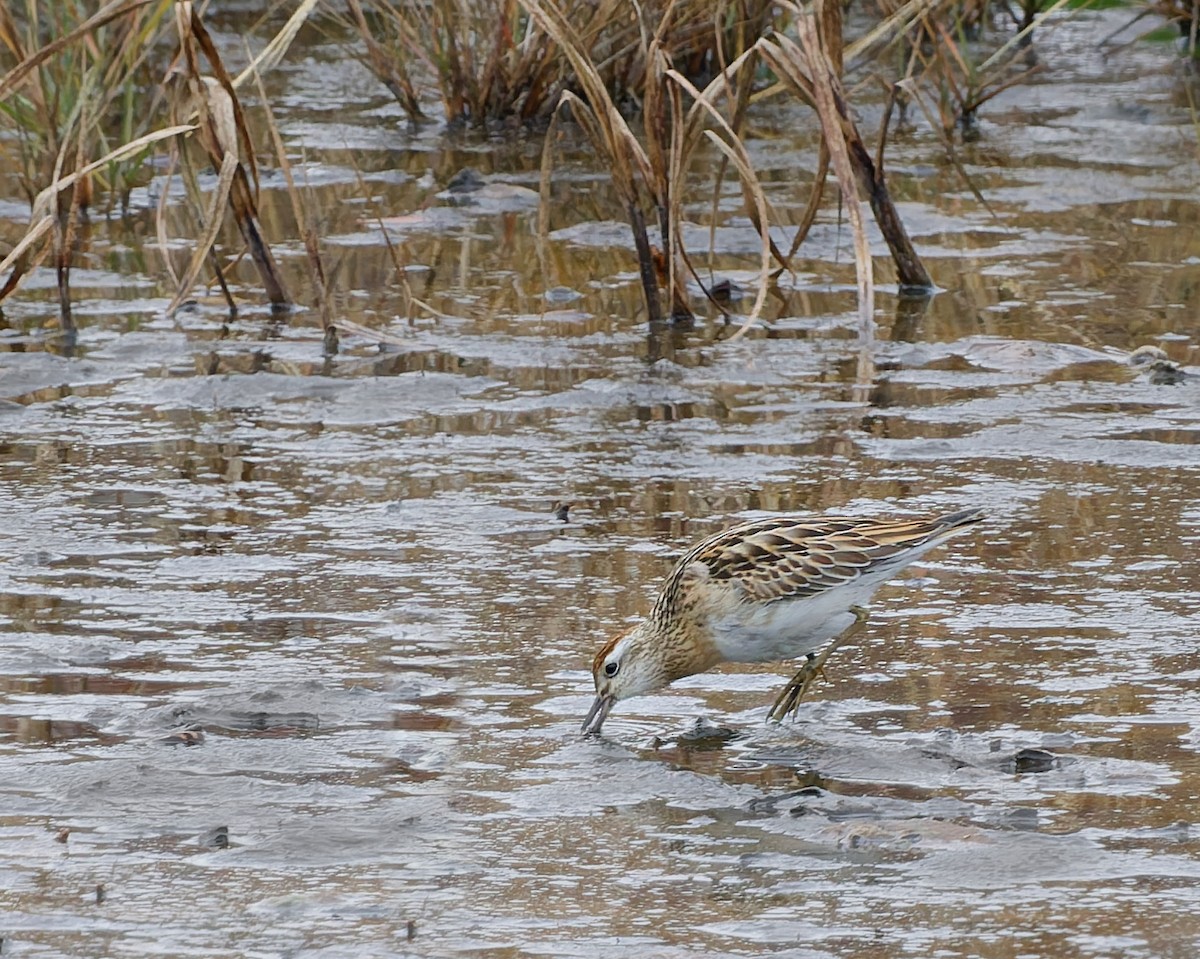 Острохвостый песочник - ML645395104