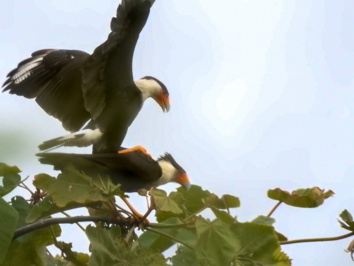 Crested Caracara - ML645395126
