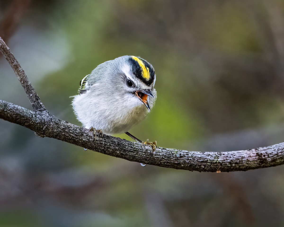 Golden-crowned Kinglet - ML645395133