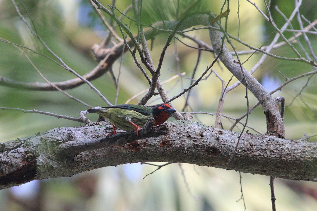 barbet zvučnohlasý - ML645395136