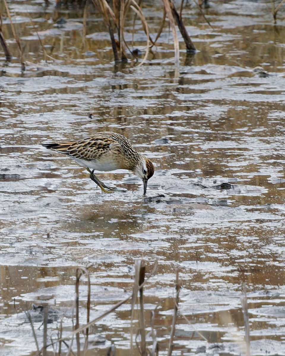 Острохвостый песочник - ML645395138
