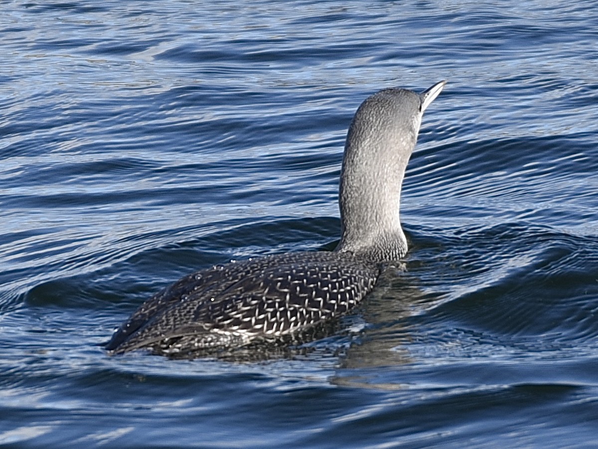 Plongeon catmarin - ML645395150