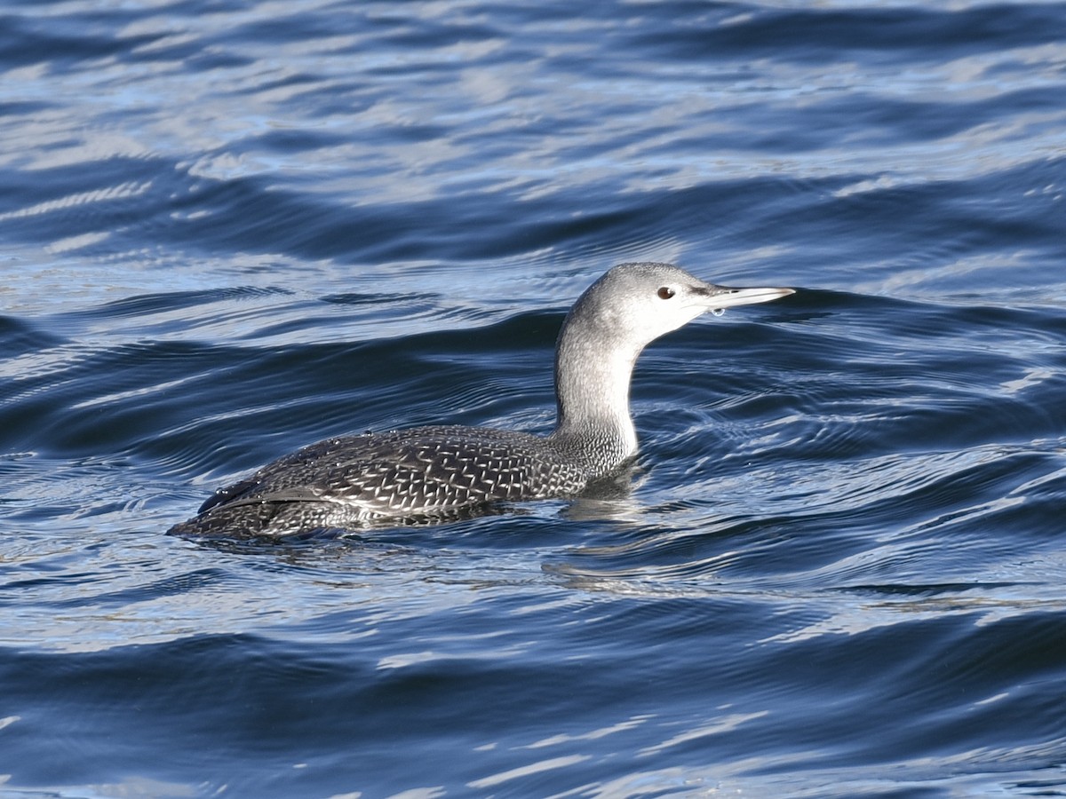 Plongeon catmarin - ML645395151