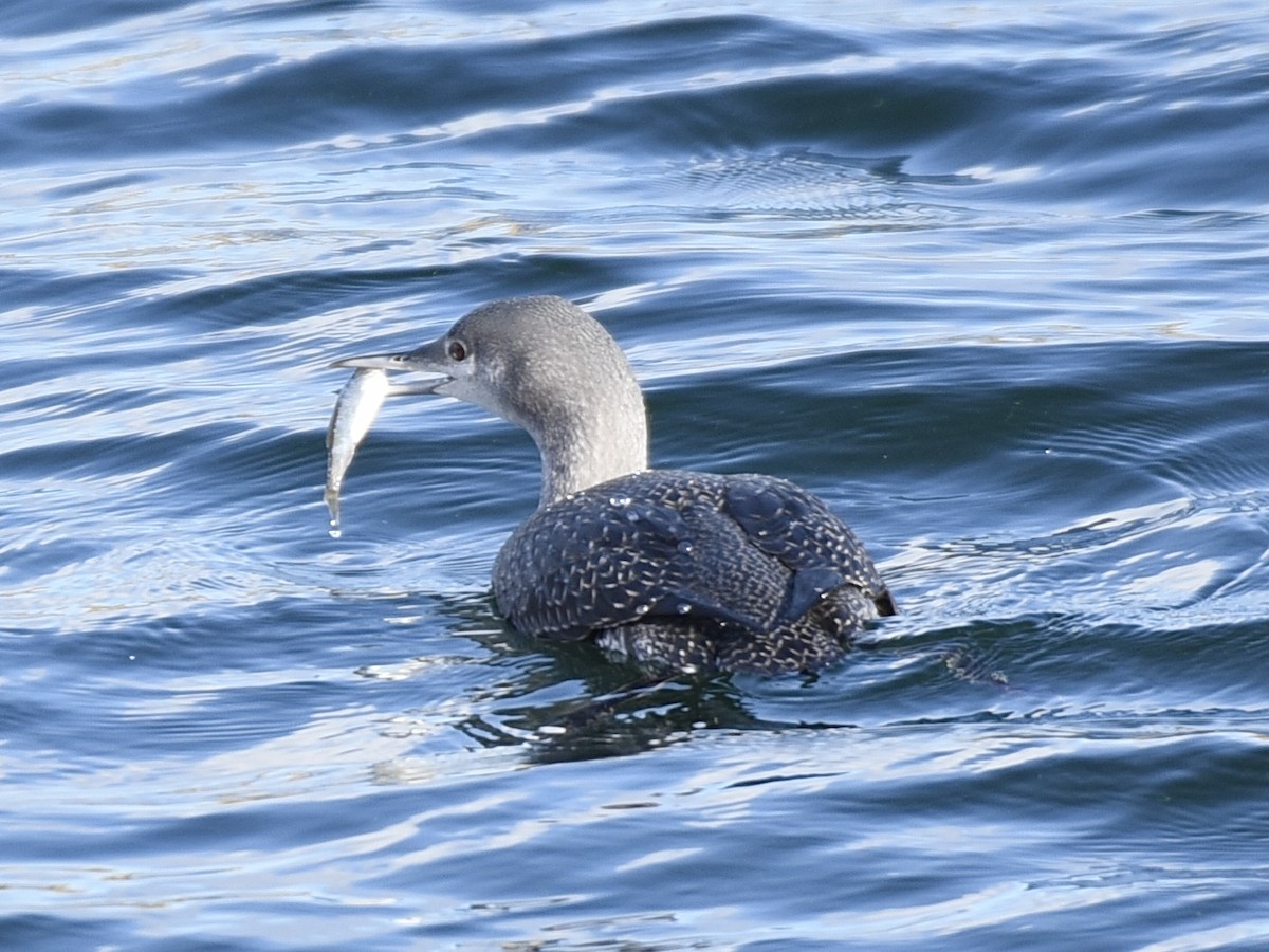 Plongeon catmarin - ML645395152