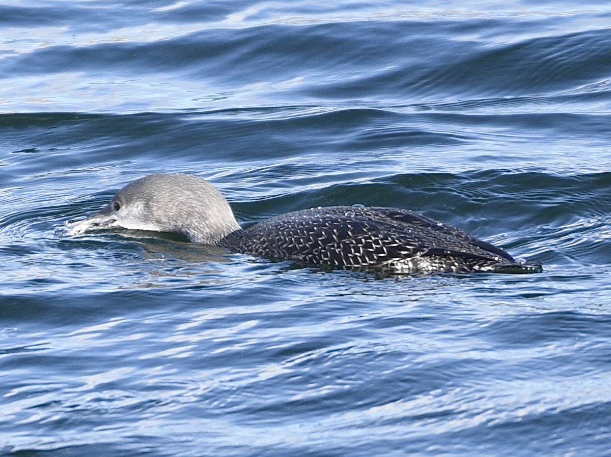 Plongeon catmarin - ML645395153