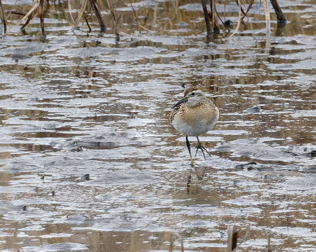 Острохвостый песочник - ML645395155