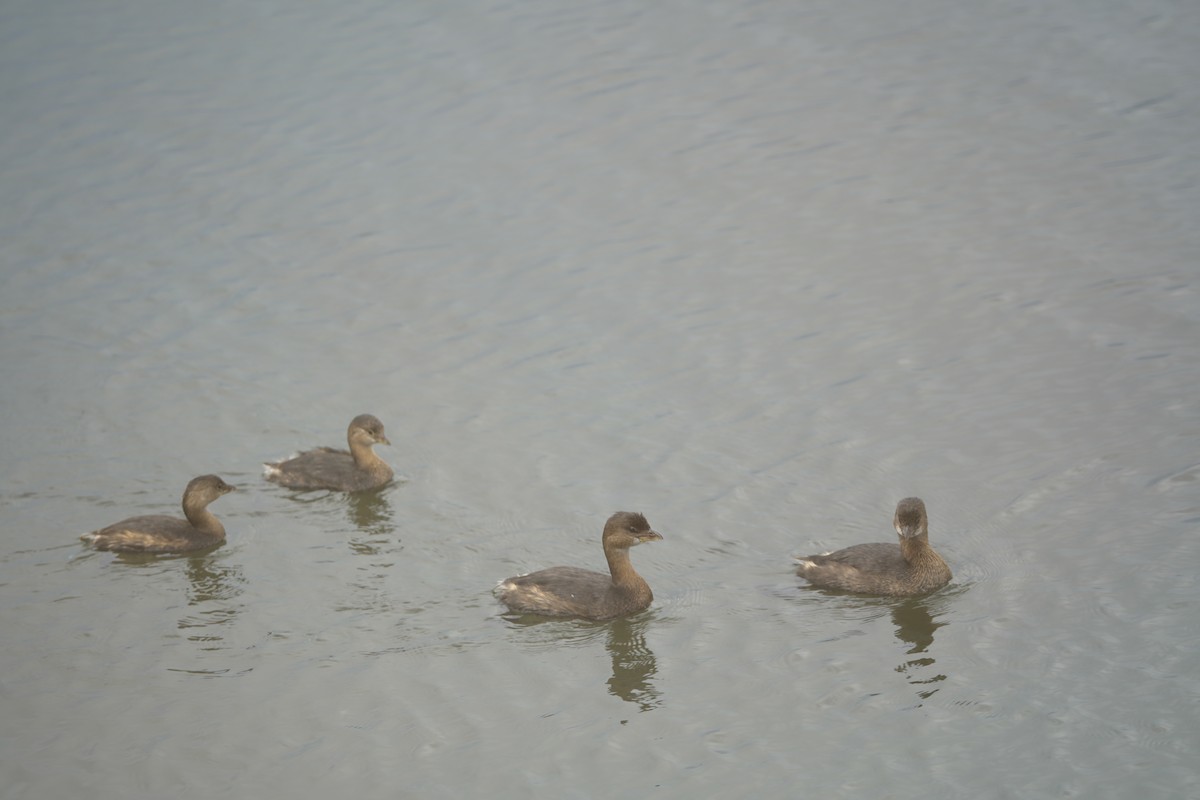 Pied-billed Grebe - ML645395160