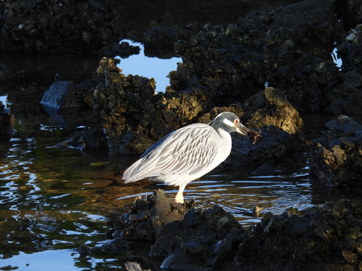 אנפת לילה צהובת-כיפה - ML645395165