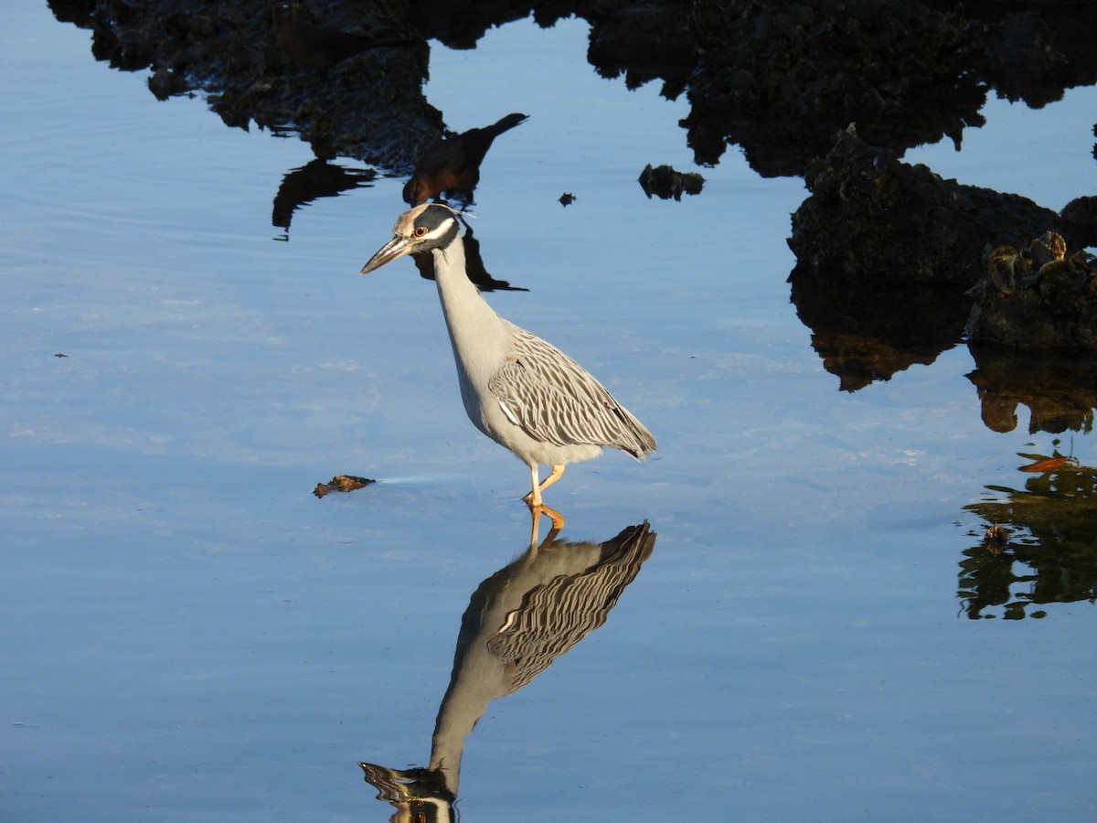 אנפת לילה צהובת-כיפה - ML645395166