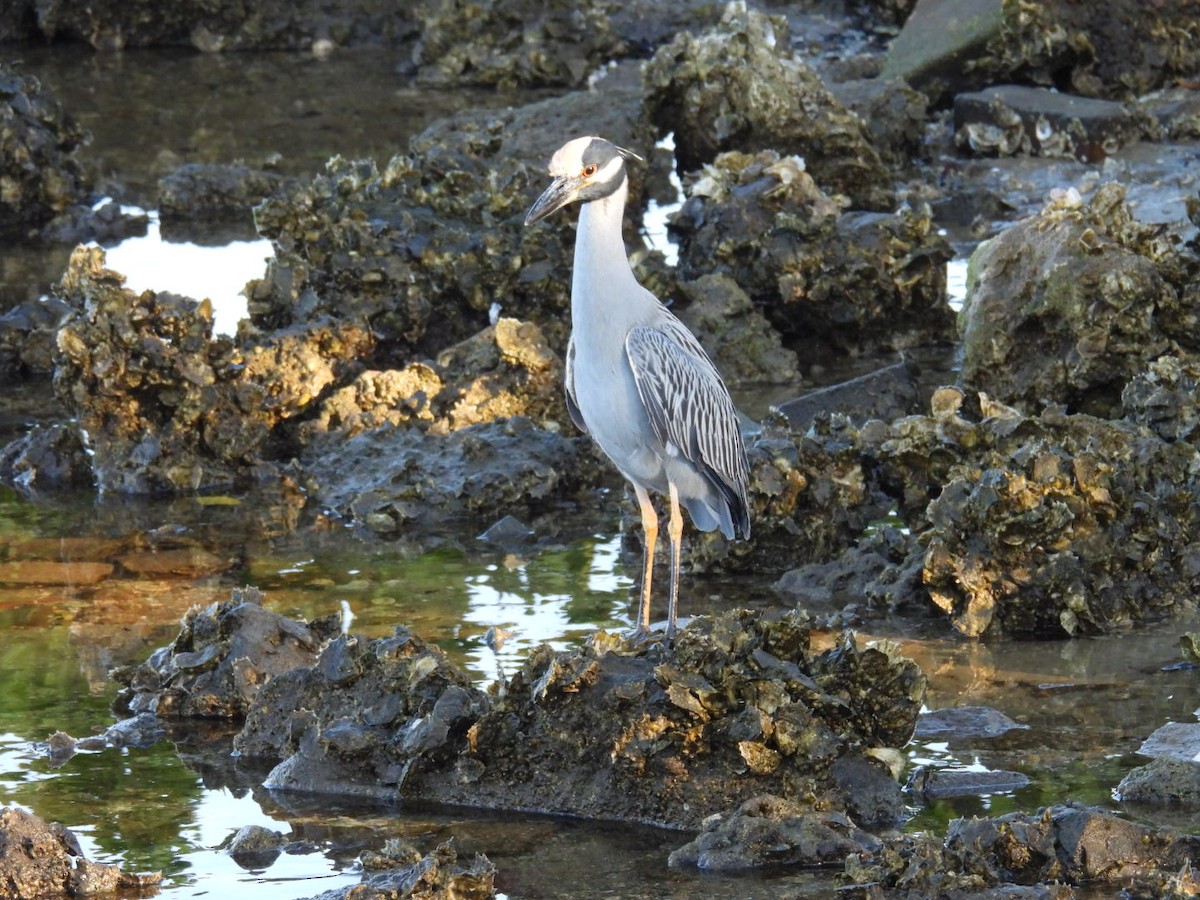 אנפת לילה צהובת-כיפה - ML645395167