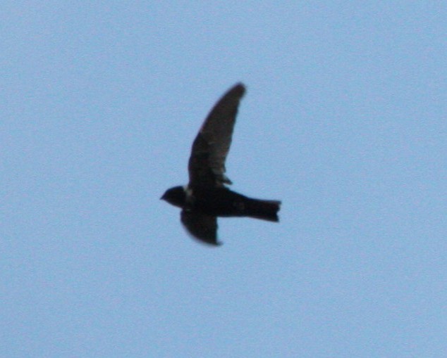 Vencejo Acollarado - ML645395172