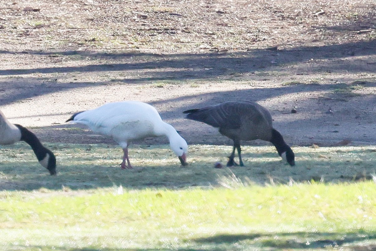 Cackling Goose - ML645395187