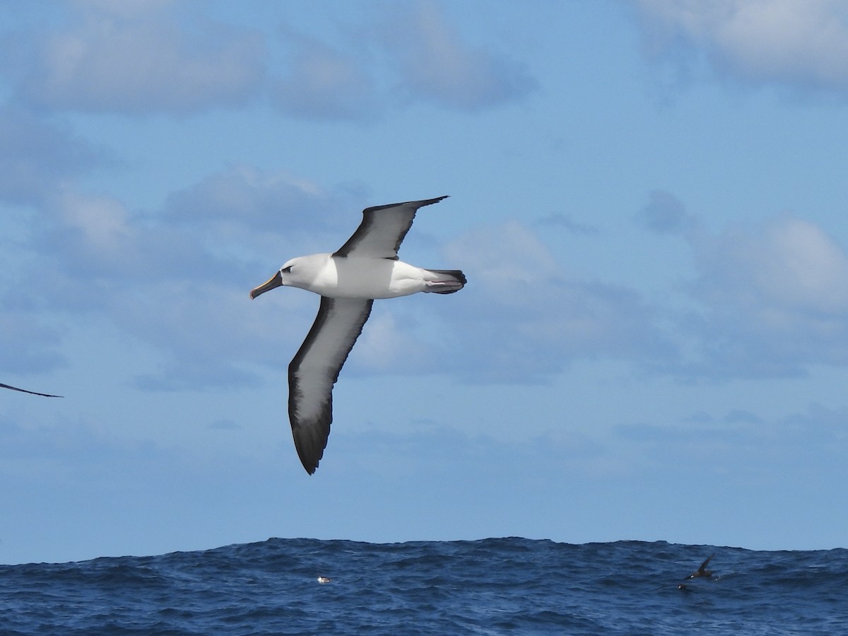 Atlantic Yellow-nosed Albatross - ML645395195