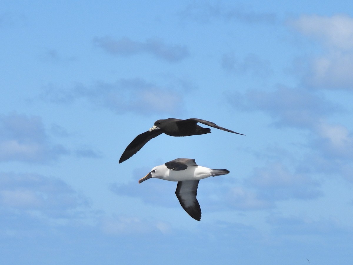 Atlantic Yellow-nosed Albatross - ML645395196