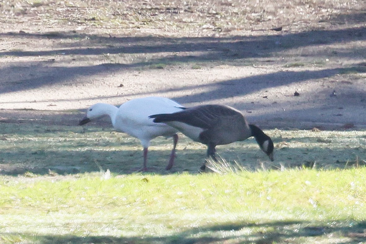 Snow Goose - ML645395198