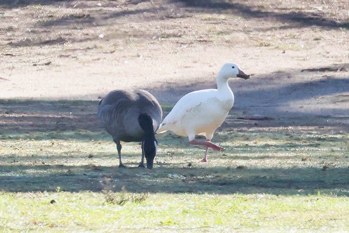 Snow Goose - ML645395200