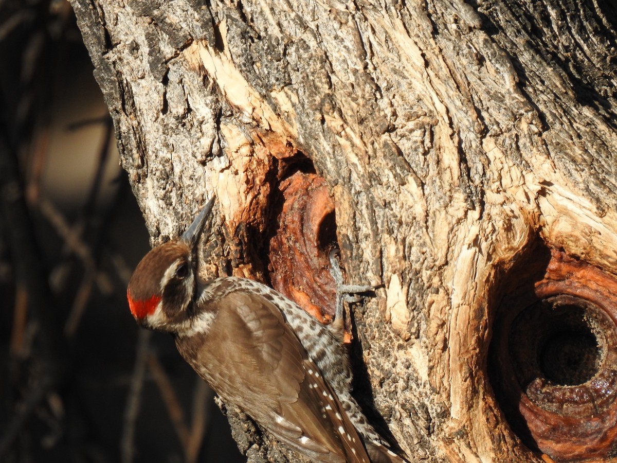 strakapoud hnědokřídlý - ML645395201