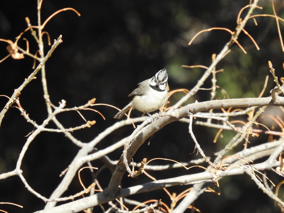 sýkora uzdičková - ML645395202