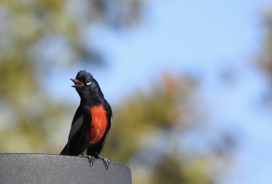 Painted Redstart - ML645395211