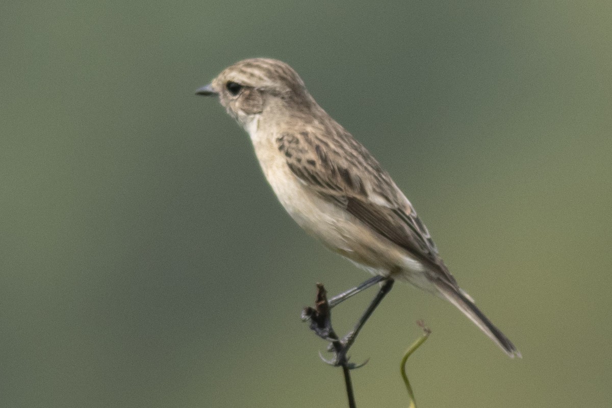 Siberian Stonechat - ML645395214