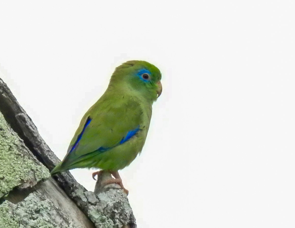 Spectacled Parrotlet - ML645395220