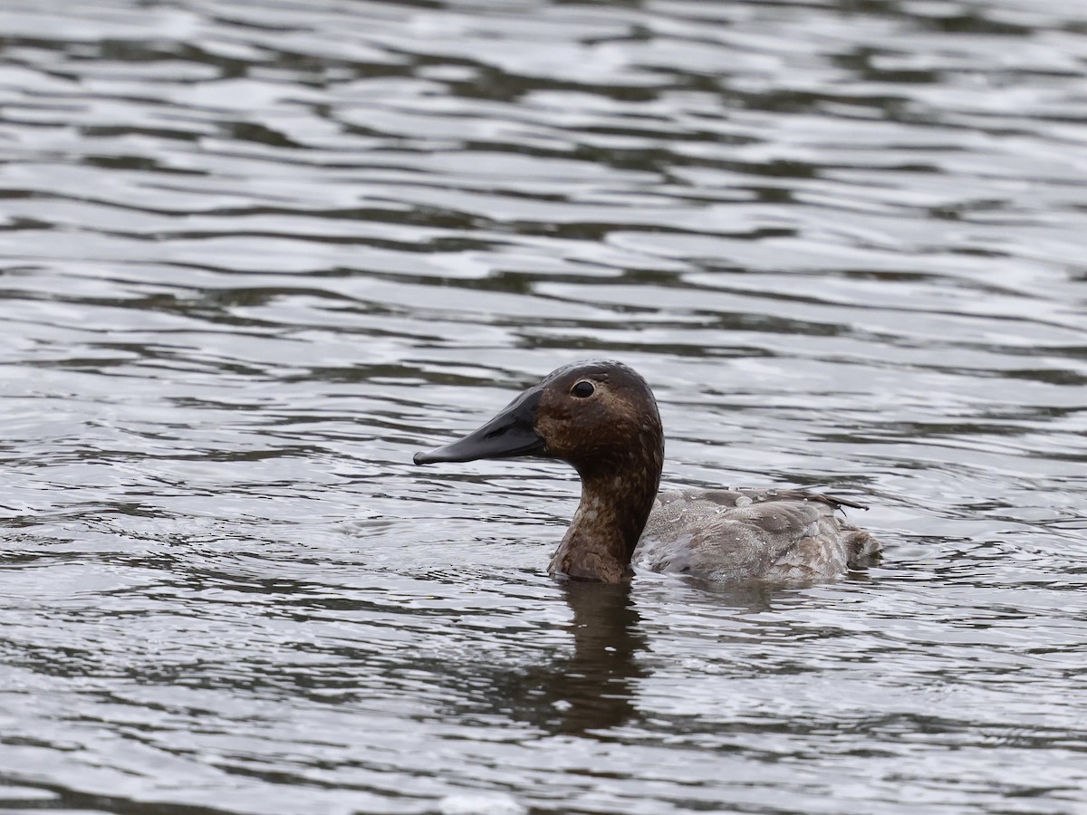 Murgilari bizkarzuria - ML645395247