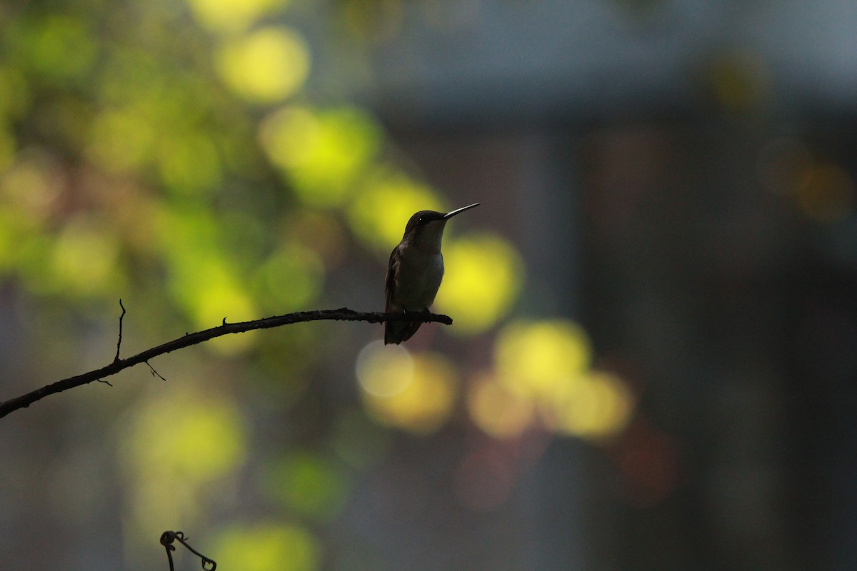 Рубиновогорлый колибри - ML645395251