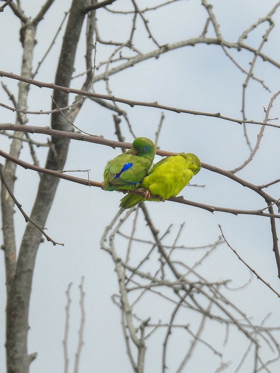 Spectacled Parrotlet - ML645395258