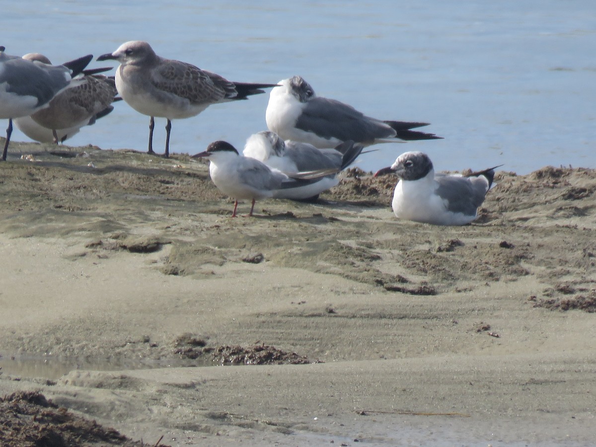 Common Tern - ML645395263