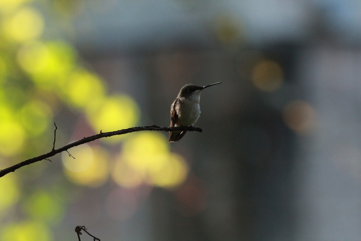 Рубиновогорлый колибри - ML645395271