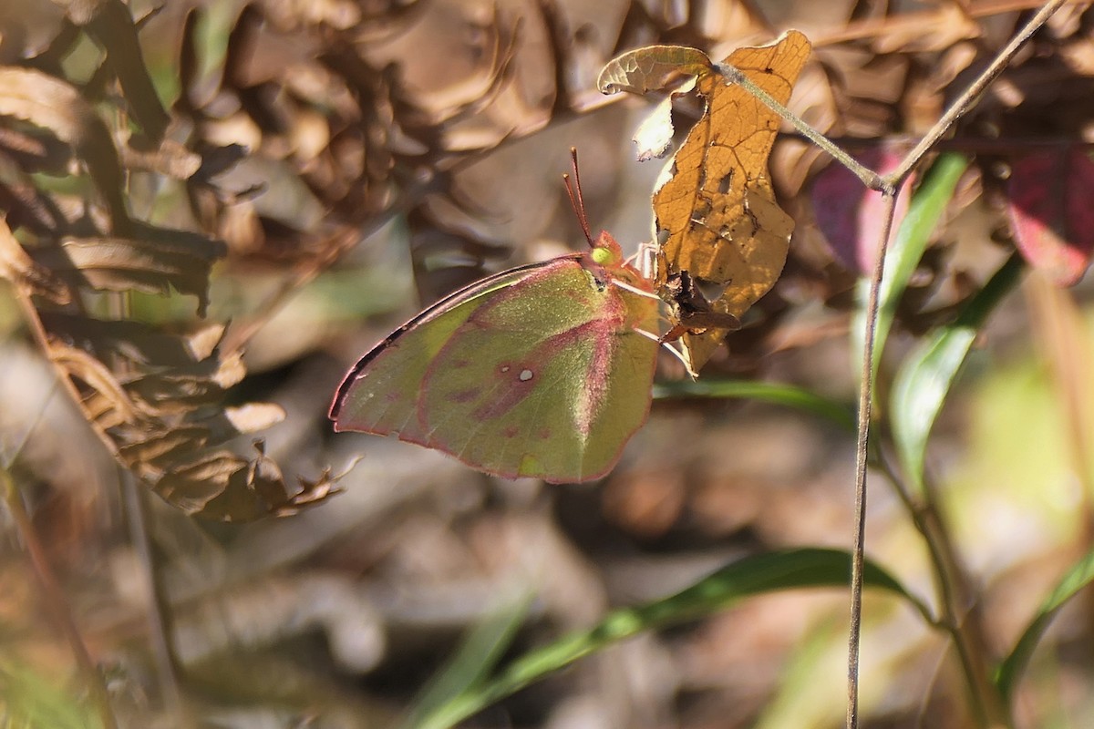 Southern Dogface - ML645395272