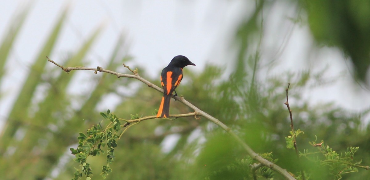 Scarlet Minivet - ML645395282