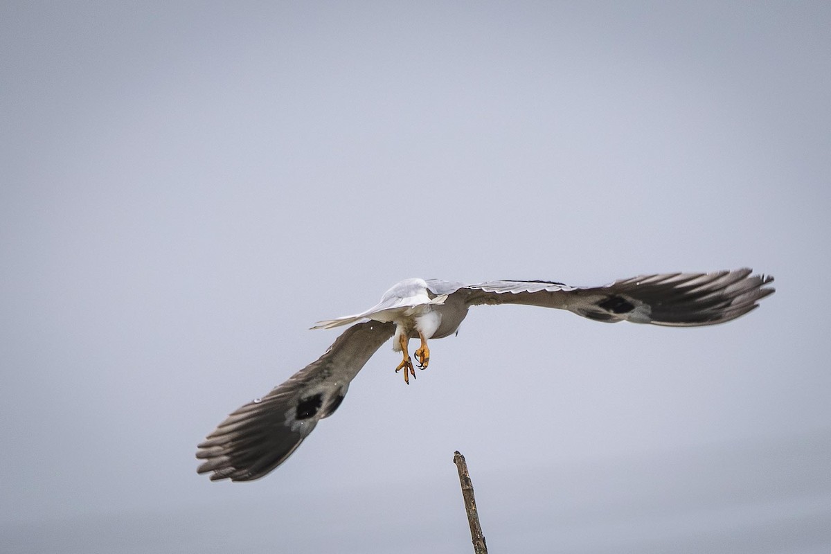 Белохвостый коршун - ML645395319