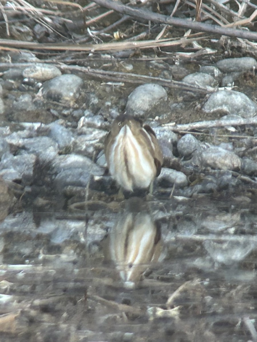 コヨシゴイ - ML645395327