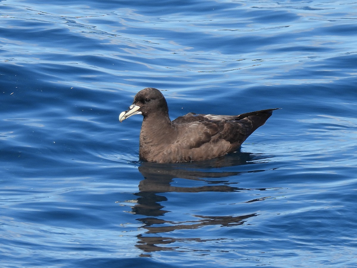 White-chinned Petrel - ML645395338