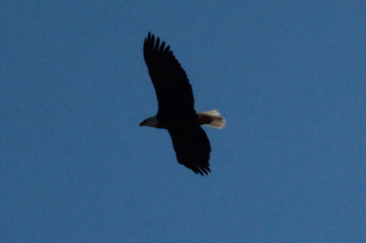 Bald Eagle - ML645395345