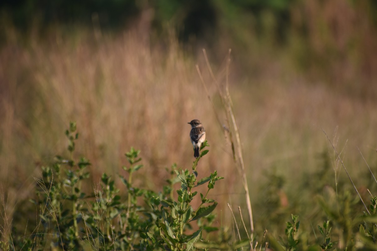 Siberian Stonechat - ML645395349