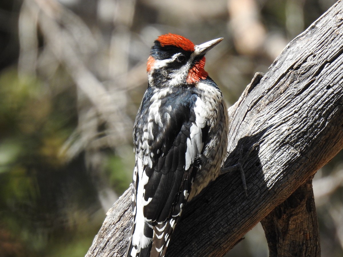 datel rudošíjný - ML645395365