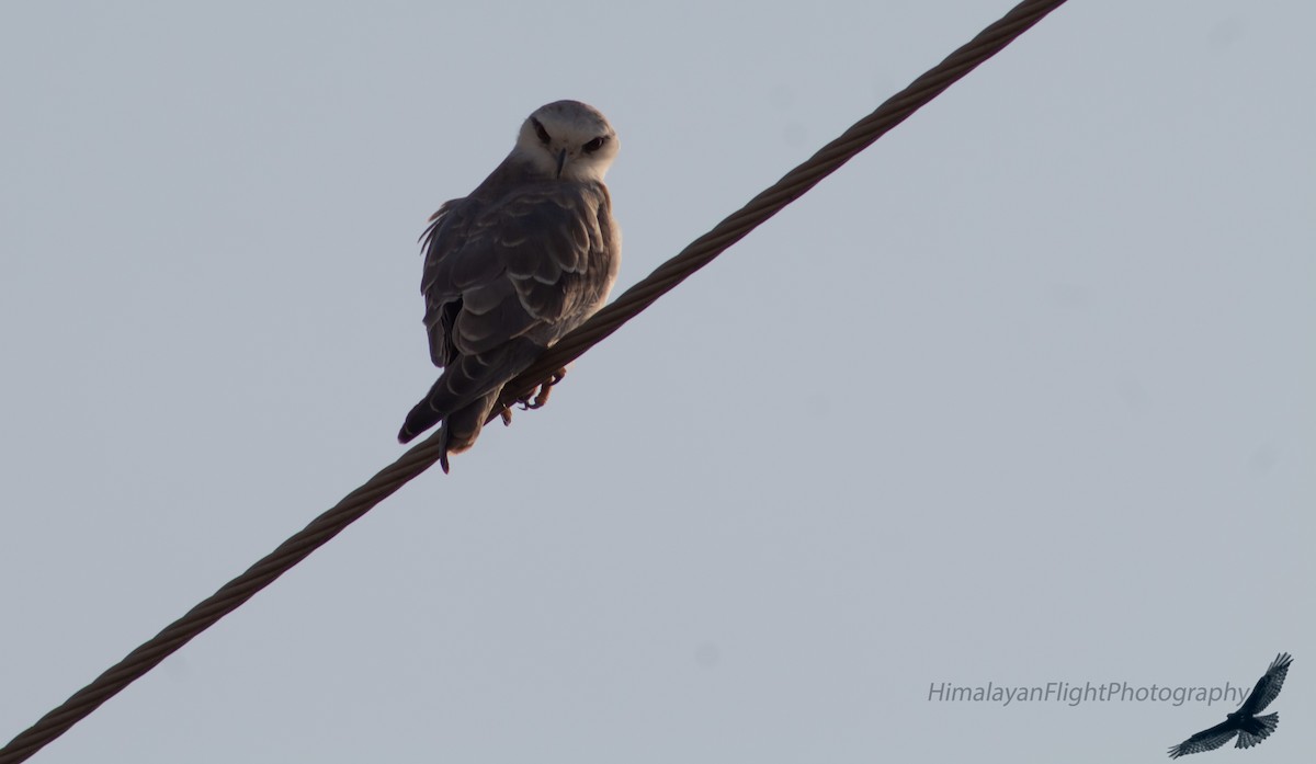 Black-winged Kite - ML645395370